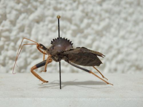 Arilus sp.